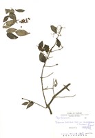 藏品(狹葉莢蒾)的圖片